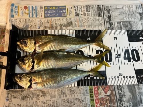 マアジの釣果