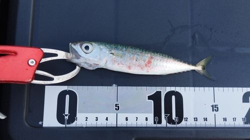 サバの釣果