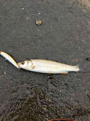 ウグイの釣果