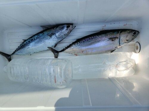ソウダガツオの釣果