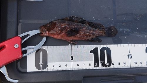 キジハタの釣果