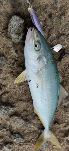 フクラギの釣果