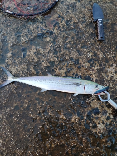 サゴシの釣果