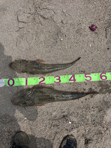 マゴチの釣果