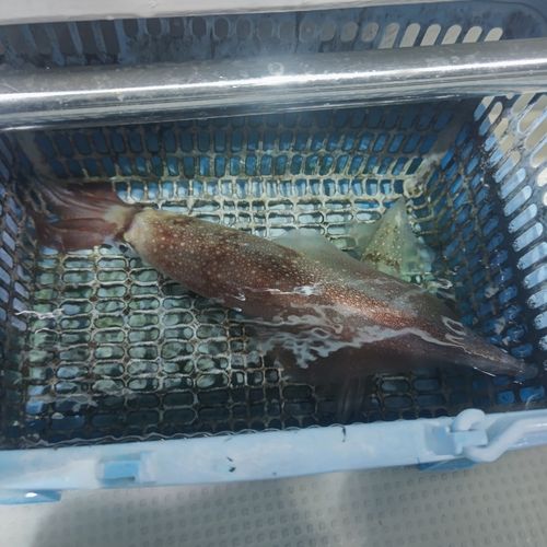 シロイカの釣果