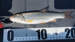 ウグイの釣果