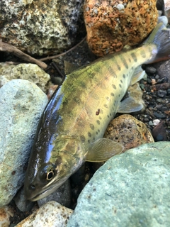 ヤマメの釣果