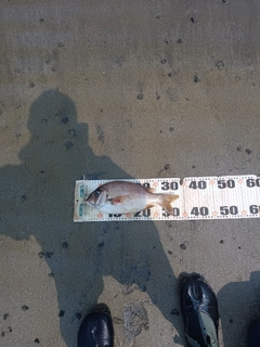メイチダイの釣果