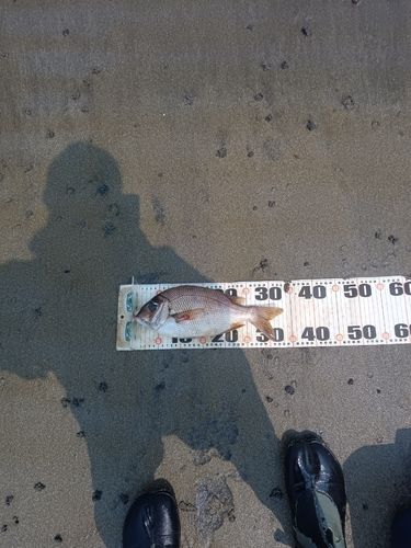 メイチダイの釣果