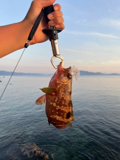 アコウの釣果