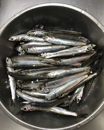 カタクチイワシの釣果