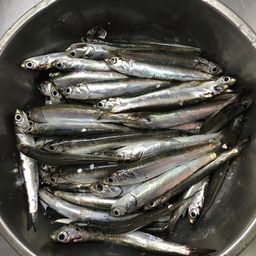 カタクチイワシ