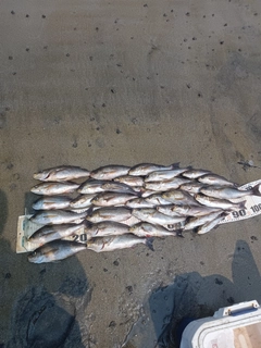 イサキの釣果