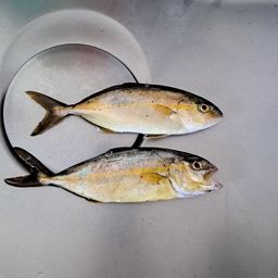 ショゴ