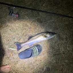 セイゴ（マルスズキ）