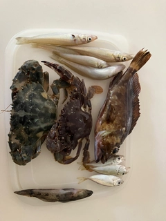 キスの釣果