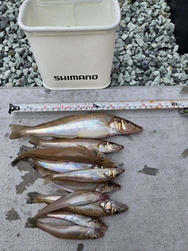 キスの釣果