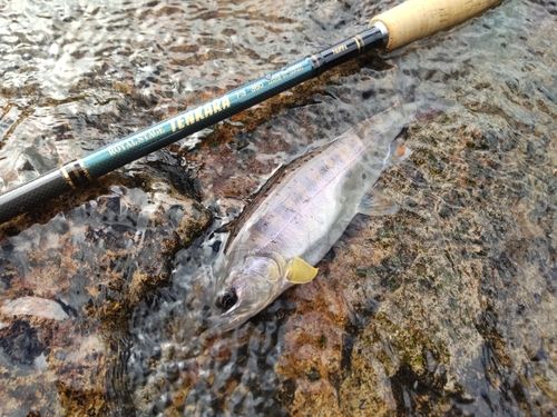 ヤマメの釣果