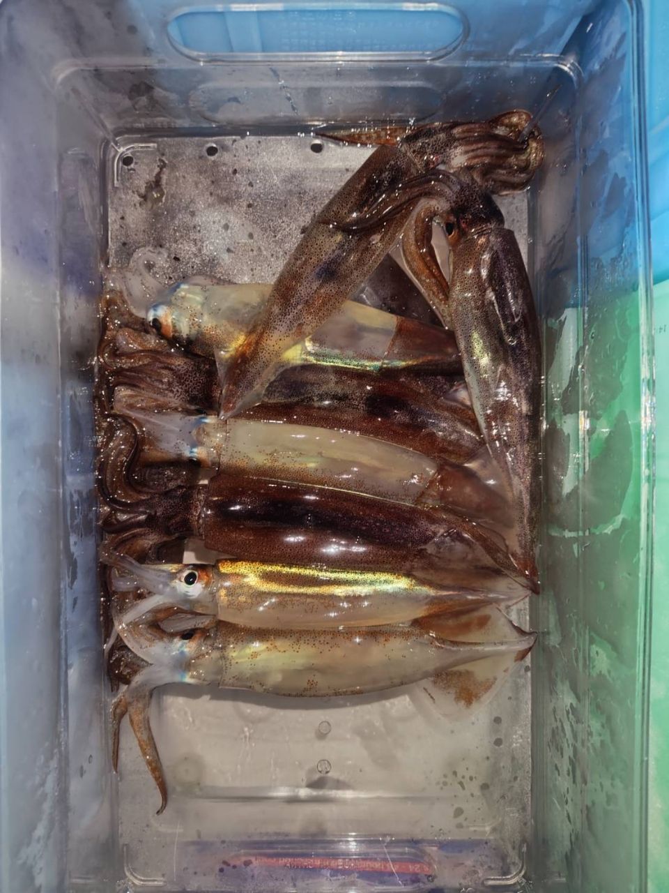 K.a.z.u.さんの釣果 2枚目の画像