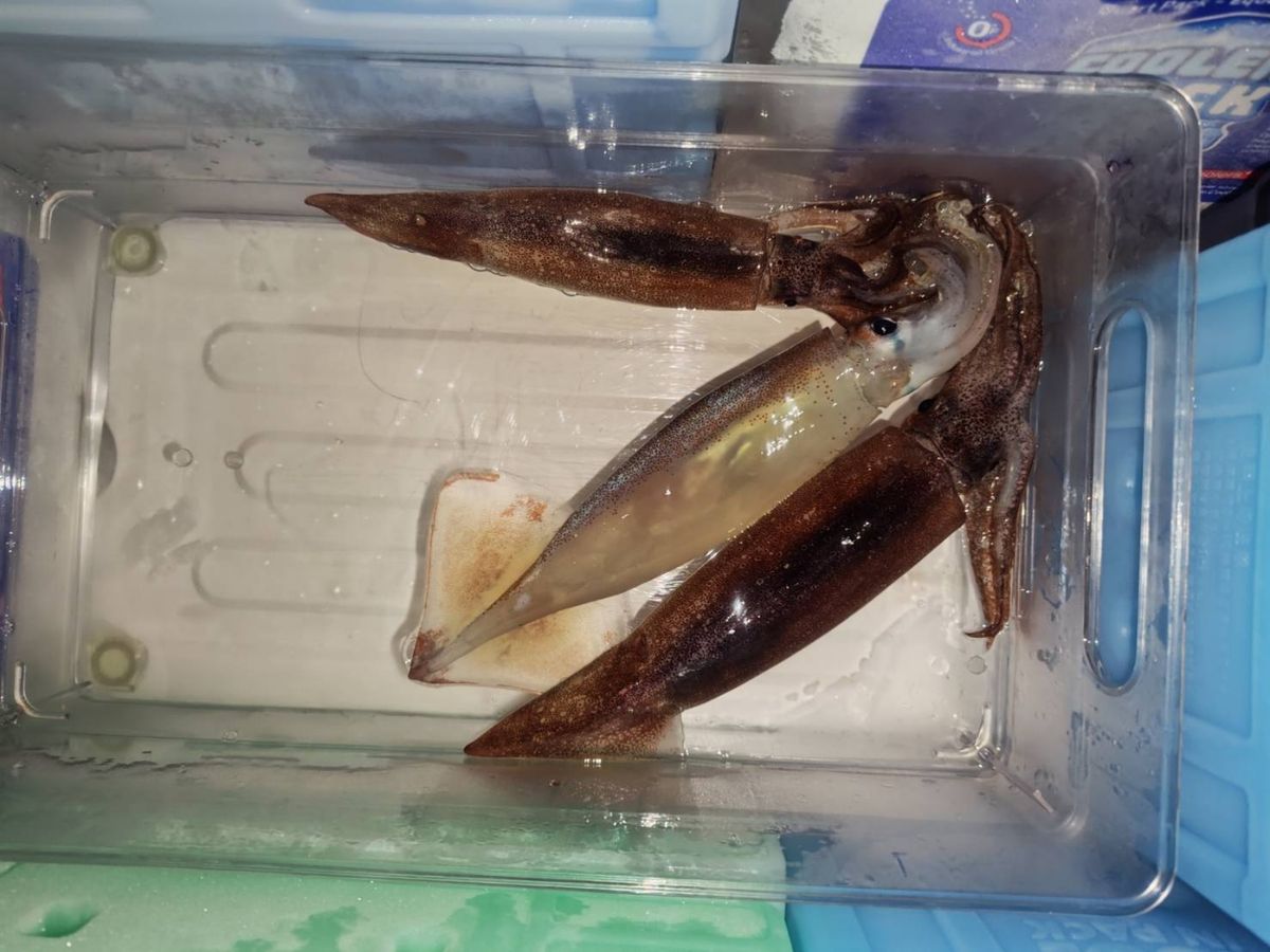 K.a.z.u.さんの釣果 3枚目の画像