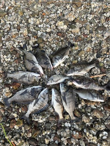 クロダイの釣果