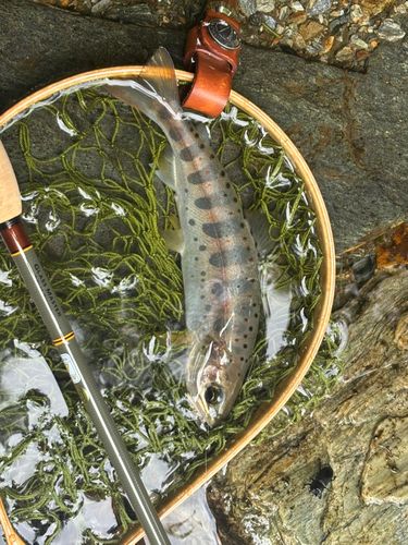 アマゴの釣果