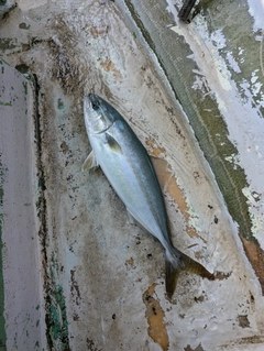 ワカシの釣果