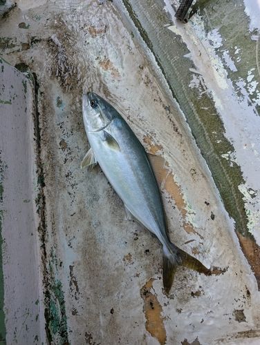 ワカシの釣果