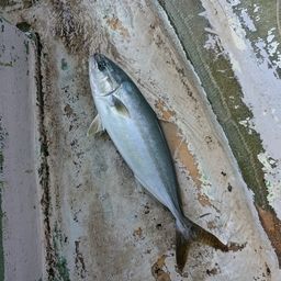 ワカシ