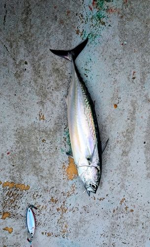 ソウダガツオの釣果