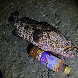 ヒトミハタ