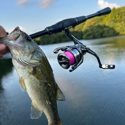 ラージマウスバス