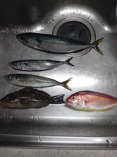 オオモンハタの釣果