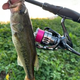 ラージマウスバス