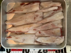 ケンサキイカの釣果