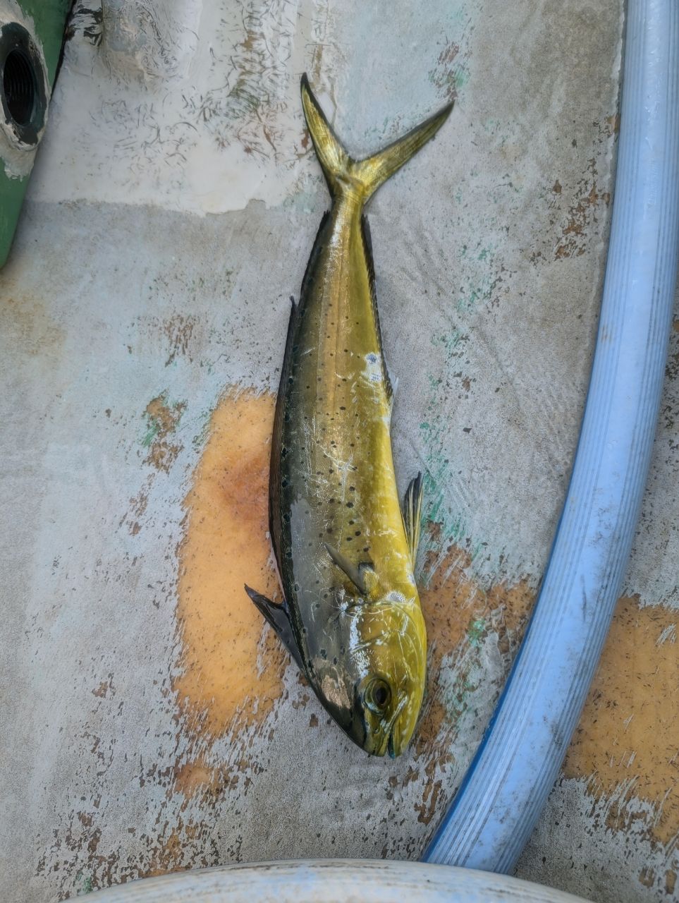 渓ドゥリーマーさんの釣果 3枚目の画像