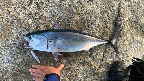 スマガツオの釣果