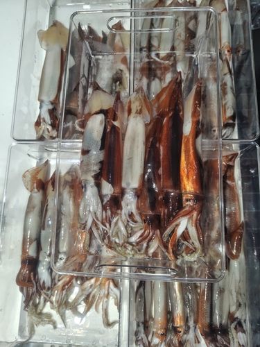 スルメイカの釣果