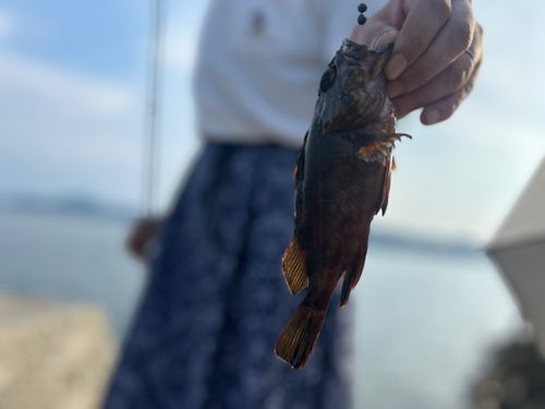 カサゴの釣果