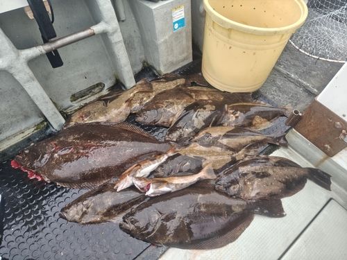 ヒラメの釣果