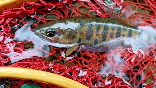 ヤマメの釣果