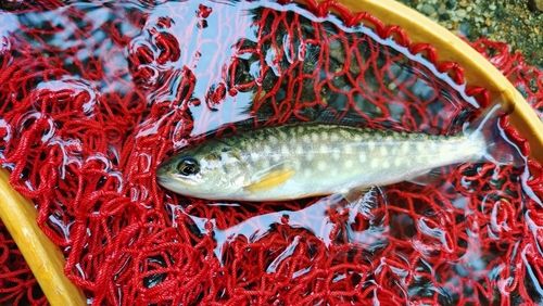 イワナの釣果