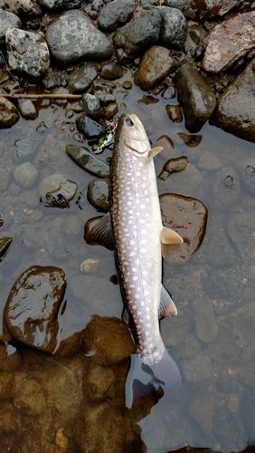 アメマスの釣果
