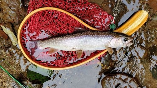 アメマスの釣果