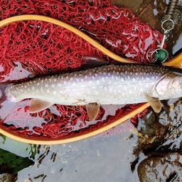 アメマス