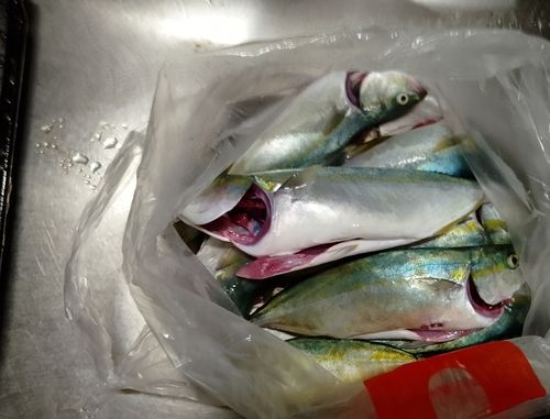ワカシの釣果