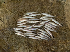 キスの釣果