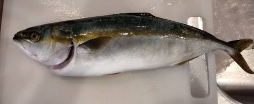 ヒラマサの釣果