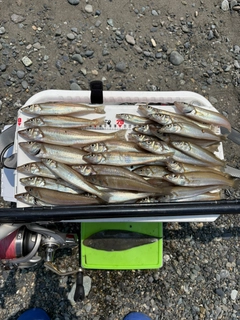 シロギスの釣果