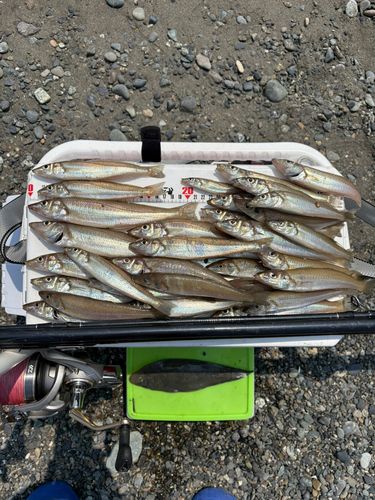 シロギスの釣果